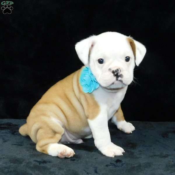 Bruno, Miniature Bulldog Puppy